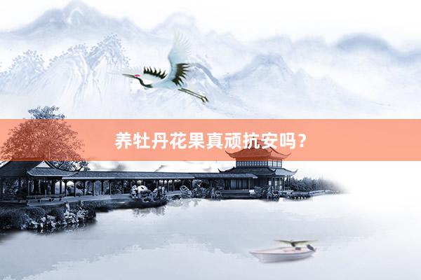 养牡丹花果真顽抗安吗？